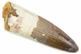 Fossil Spinosaurus Tooth - Restored Tip #374019-1